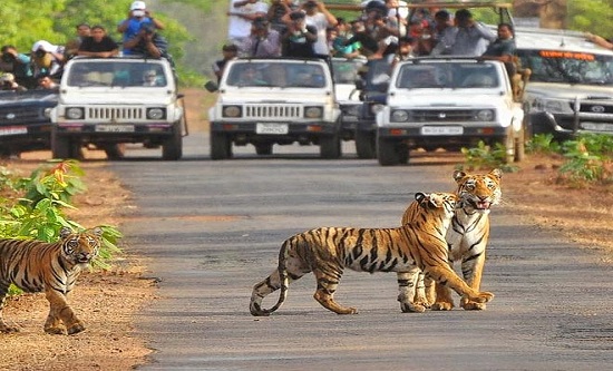 Jim Corbett Travel Package
